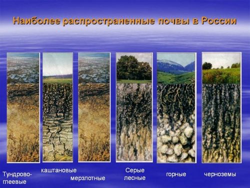 Почвы России - основные типы почв России