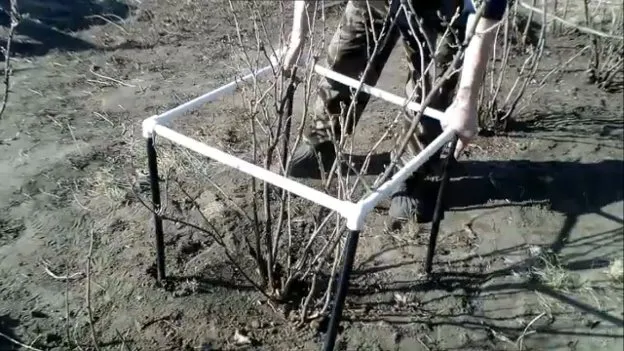 Опоры из труб для смородины. Опоры из труб для смородины. Опоры из труб для смородины. Опоры из труб для смородины. Кустодержатель для кустов смородины и крыжовника.