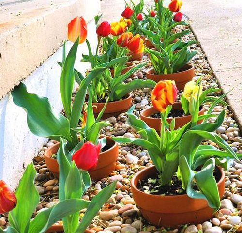 выращивание цветов