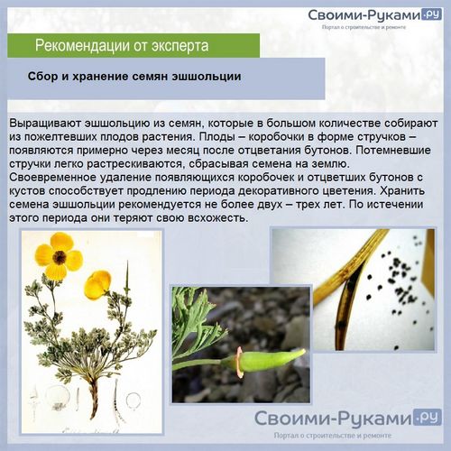 Эшшольция схема посадки в грунт